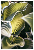 Hosta Light - Fine Art Photograph