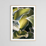 Hosta Light - Fine Art Photograph