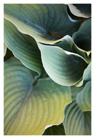 Hosta#1 - Fine Art Photograph