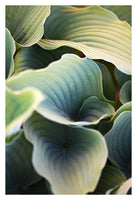 Hosta#3 - Fine Art Photograph