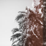 How I Remember It - Fine Art Photograph