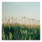 July Glow- Fine Art Photograph