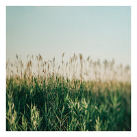 July Glow- Fine Art Photograph