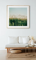 July Glow- Fine Art Photograph