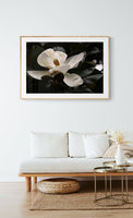 June Magnolia #1 - Fine Art Photograph
