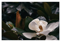June Magnolia #2 - Fine Art Photograph
