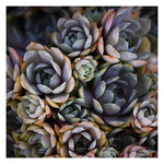 June Succulent - Fine Art Photograph
