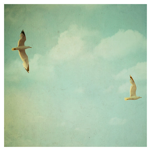 Fly Free - Fine Art Photograph