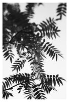 Leaf Study #10 - Fine Art Photograph