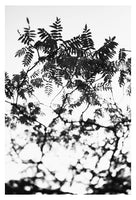 Leaf Study #6 - Fine Art Photograph