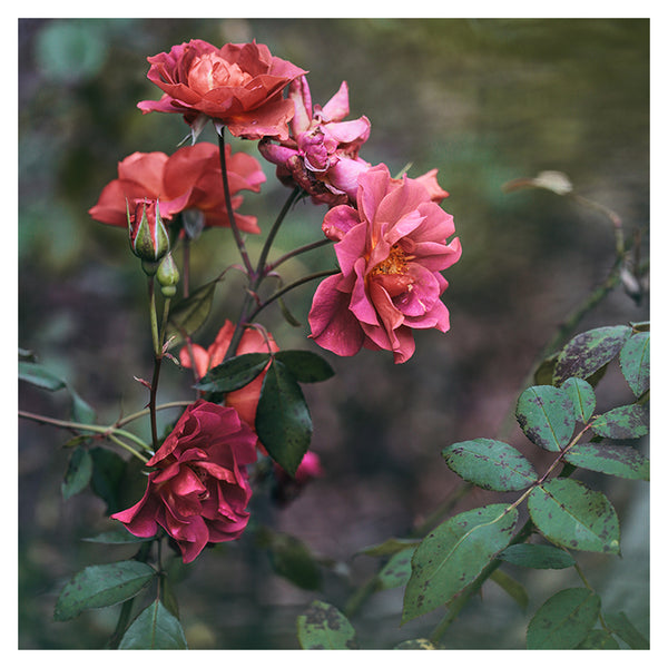Late Autumn Rose #1 - Fine Art Photograph