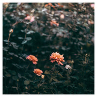 Late Autumn Rose #2 - Fine Art Photograph