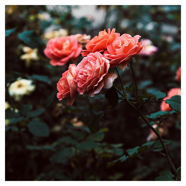 Late Autumn Rose #3 - Fine Art Photograph