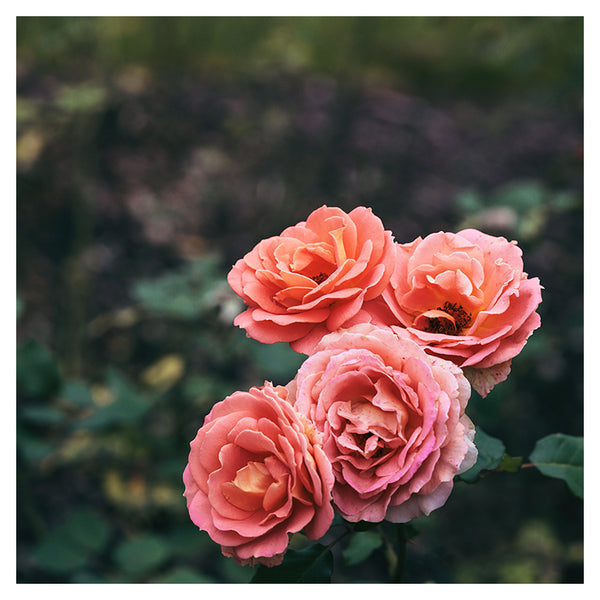 Late Autumn Rose #5 - Fine Art Photograph