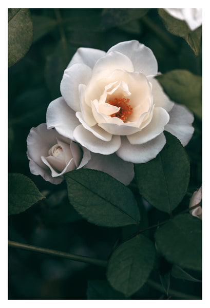 Late Autumn Rose #6 - Fine Art Photograph