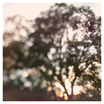 Light Through Autumn Trees - Fine Art Photograph