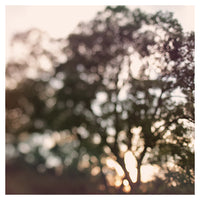 Light Through Autumn Trees - Fine Art Photograph