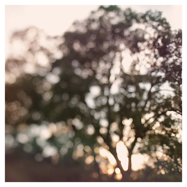 Light Through Autumn Trees - Fine Art Photograph