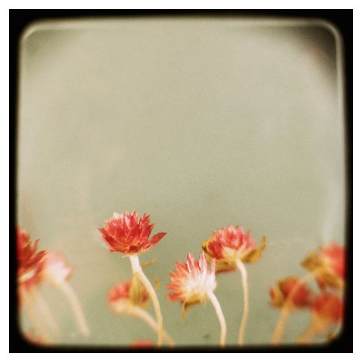 Little Garden - Fine Art Photograph