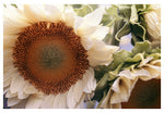 Market Flowers #3 - Fine Art Photograph