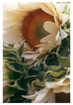 Market Flowers  #4 - Fine Art Photograph