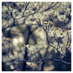 Sensing - Fine Art Photograph