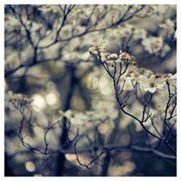 Sensing - Fine Art Photograph