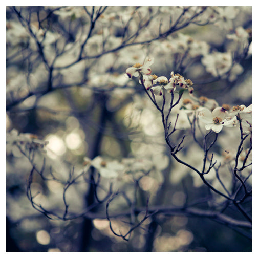 Sensing - Fine Art Photograph
