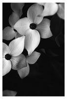 Dogwood #2 - Fine Art Photograph