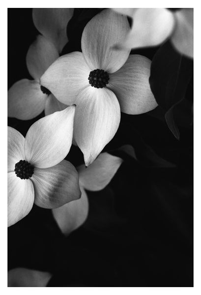 Dogwood #2 - Fine Art Photograph