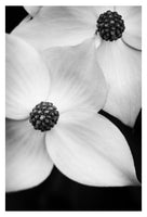 Dogwood #1 - Fine Art Photograph
