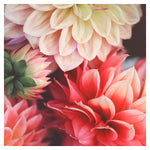 Medley - Fine Art Photograph
