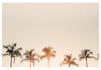 Morning Belles - Fine Art Photograph - CM