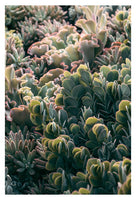 Mornings In The Succulent Garden #3 - Fine Art Photograph