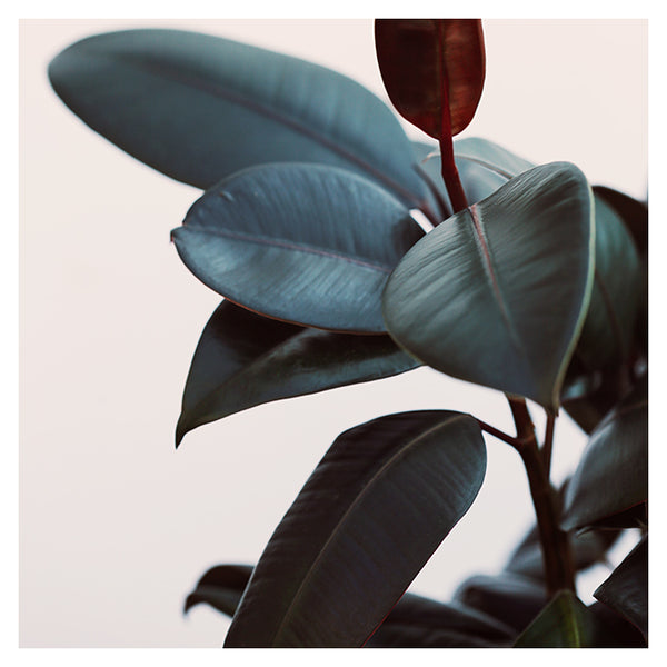 Night Ficus #1 -  Fine Art Photograph