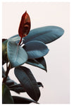 Night Ficus #2 - Fine Art Photograph