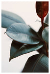 Night Ficus #3 - Fine Art Photograph