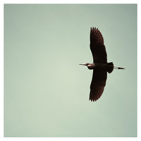 Night Heron - Fine Art Photograph