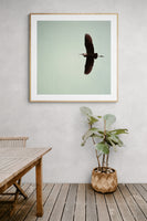 Night Heron - Fine Art Photograph