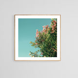 Oleander- Fine Art Photograph