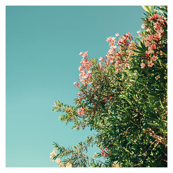 Oleander- Fine Art Photograph