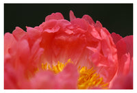Open Heart - Fine Art Photograph