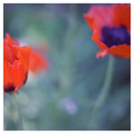 Poppies I - Fine Art Photograph