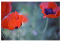 Poppies I - Fine Art Photograph
