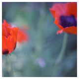 Poppies I - Fine Art Photograph