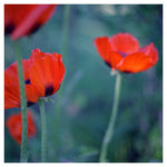 Poppies II - Fine Art Photograph