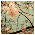 Parisian Blooms - Fine Art Photograph