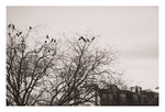 Morning Birds Are Singing