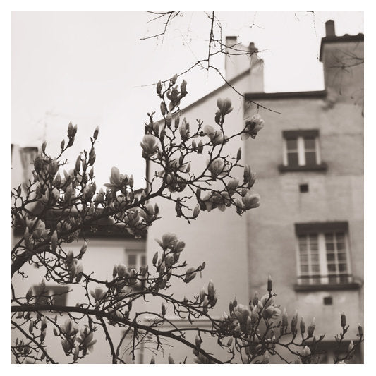 Montmartre in Gray