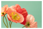 Pastel Poppy #1 - Fine Art Photograph